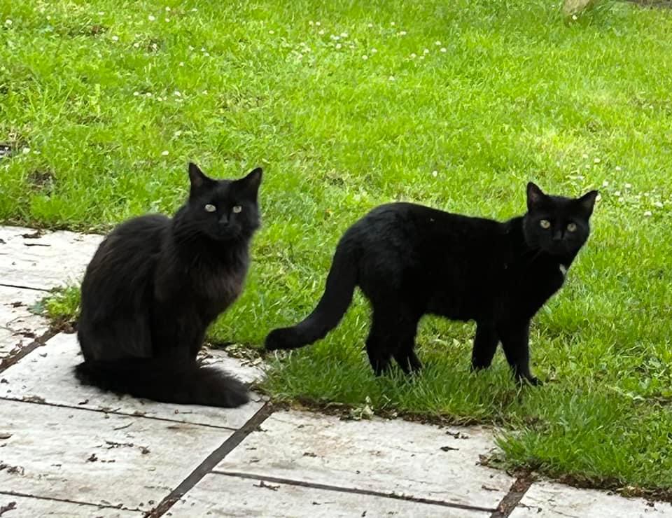 Happy pet (placeholder)